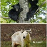 西安遛娃好去处|“秦岭四宝”看棕色大熊猫