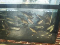 -肥鱼屯活鱼锅(惠工街店)