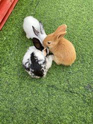 -萌宠亲子动物乐园(槐房万达店)