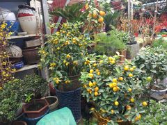 -曲阳花鸟市场(曲阳路店)