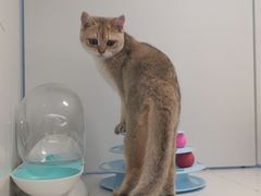 -1013 PET SHOP精品宠物商店(丁香店)