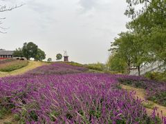 -金卉庄园