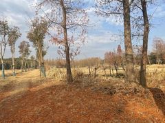 -广富林郊野公园