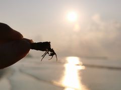 -台山黑沙湾海浴场