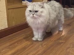 -猫友咖啡店(玉林西路店)