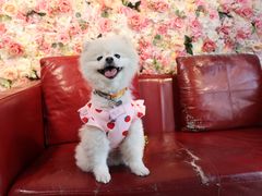 -百好乐宠物友好餐厅(朝外大街店)