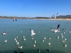 -海驴岛(荣成市)