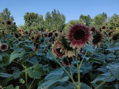 -长白岛森林公园