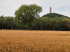 -北坞公园