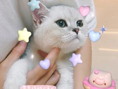 -lincat·猫舍(广州店)