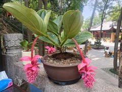 -宝岩生态观光园