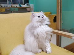 -猫在这儿猫咪咖啡馆·撸猫馆
