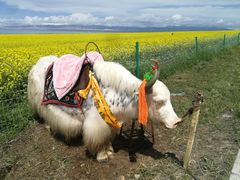 -青海湖国家重点风景名胜区