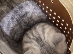 -艾贝尔宠物医院·24H转诊中心·肿瘤猫专科(江宁双龙店)