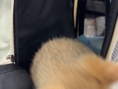-纳吉亚猫专科动物诊疗中心(蒋宅口分院)