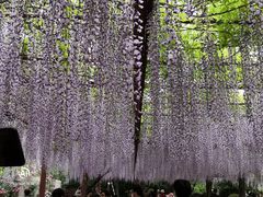 -嘉定紫藤园