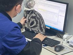 -伟伟宠物医院·瑞派猫友好医院·猫科(光谷店)