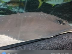 -大连圣亚海洋世界