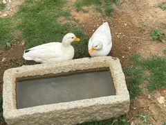 -乌石村