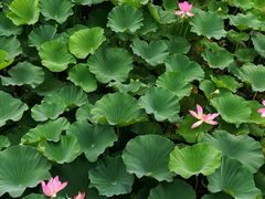 -荷塘月色湿地公园·向阳花洲