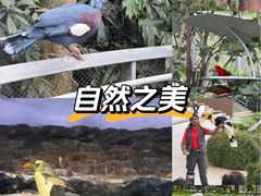 -新加坡飞禽公园