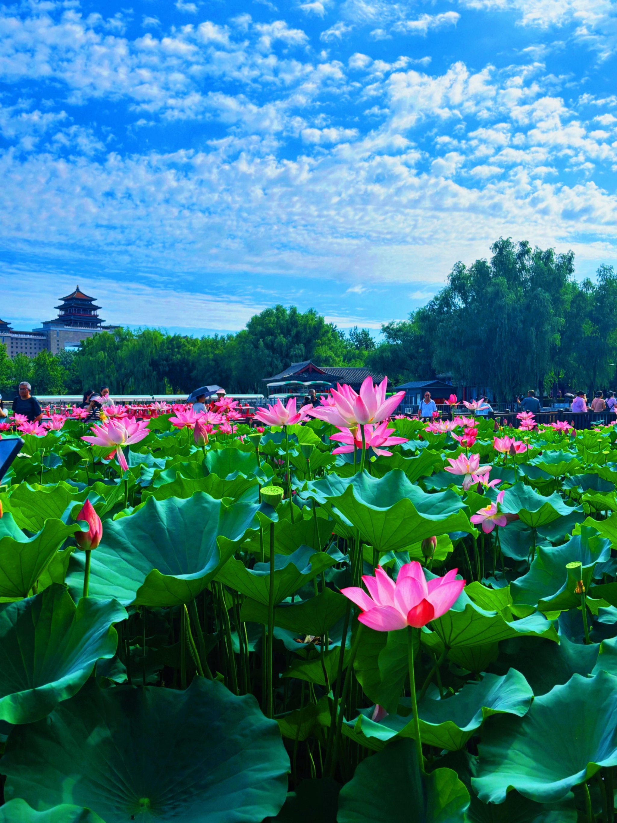 7月北京莲花池公园一日游全攻略
