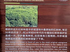 -华侨城湿地公园