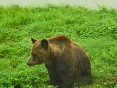 -上海野生动物园