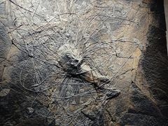 -浙江自然博物院(杭州馆)