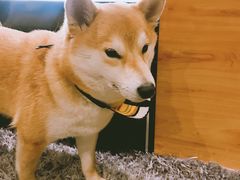 -柴务处·柴犬主题狗咖