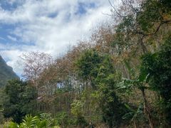 -海南霸王岭国家森林公园