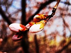 -桃花堤公园