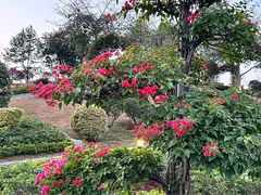 -东莞植物园