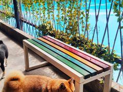 -柴犬高等学院·狗咖·柴犬售卖·宠物训练