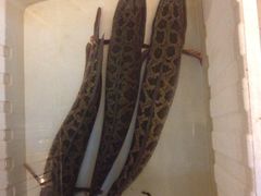 iphone_upload_pic-村夫烤鱼·重庆鸡公煲(杨思店)