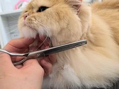 -老吴的猫·猫舍(新区店)
