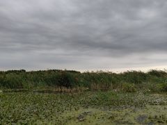 -白洋淀景区