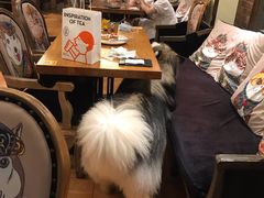 -more than meow吴止猫主题餐厅(承德 中船汇店)