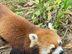 -普洱太阳河森林公园