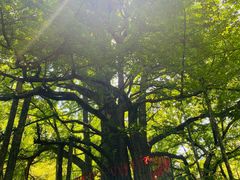 -虞山风景区