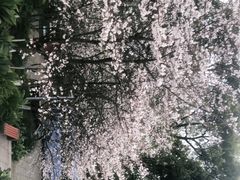 -南山植物园