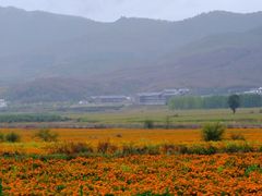 -御道口草原森林风景区