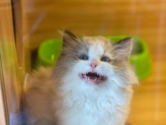 -猫十亿·布偶金渐层·曼基康矮脚猫舍(青年路店)