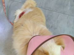 -严国平动物医院(德政总院)