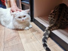 -瞄一喵猫咖(格力海岸店)