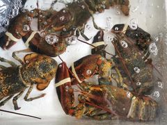 -霞涌市场海鲜摆卖区