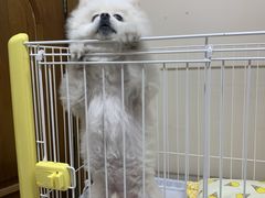 -多卡布奇宠物生活馆(上林世家店)