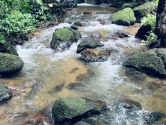 -莫里热带雨林景区