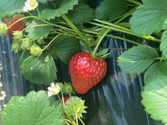 -吉利龙虾·新派海鲜烧烤