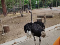 -清迈夜间动物园